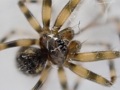 Lepthyphantes