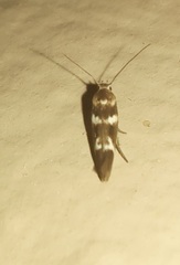 Scythris trivinctella