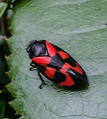 Cercopis vulnerata