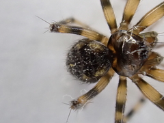 Lepthyphantes