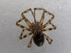 Lepthyphantes