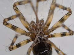 Lepthyphantes