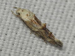 Mompha murtfeldtella