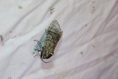 Prionoxystus macmurtrei