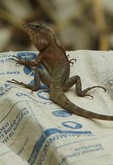 Agamidae