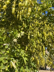 Styphnolobium japonicum