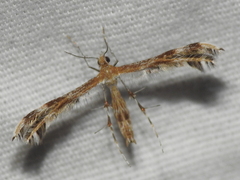 Oxyptilini