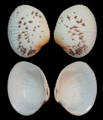 Gafrarium pectinatum