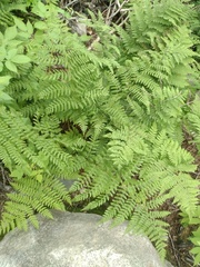 Dryopteris campyloptera