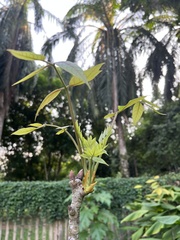 Bretschneidera sinensis