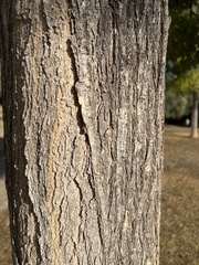 Styphnolobium japonicum