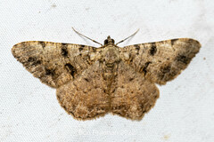 Psilalcis conspicuata