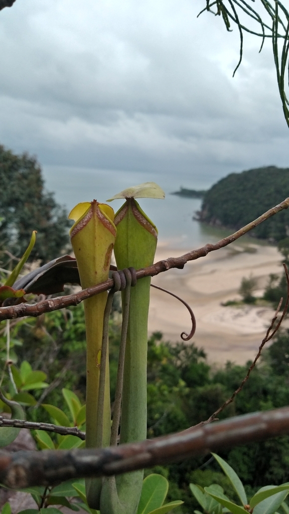 Nepenthes albomarginata T.Lobb ex Lindl.