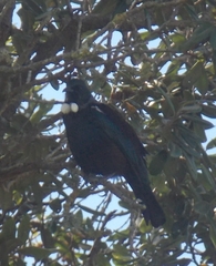 Prosthemadera novaeseelandiae novaeseelandiae