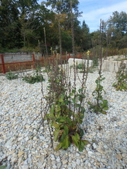 Verbascum gnaphalodes