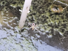 Argiope anasuja