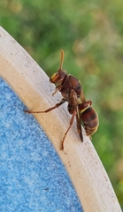 Polistes humilis