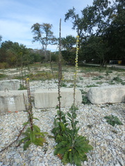 Verbascum gnaphalodes
