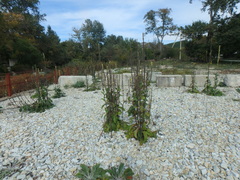 Verbascum gnaphalodes