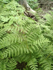 Dryopteris campyloptera