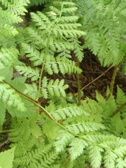 Dryopteris campyloptera