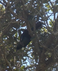 Prosthemadera novaeseelandiae novaeseelandiae