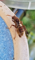 Polistes humilis
