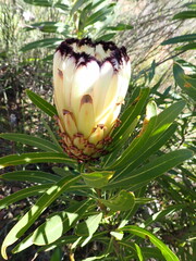 Protea neriifolia