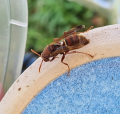 Polistes humilis