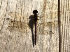 Sympetrum vicinum