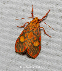 Ammatho cuneonotatus
