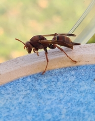 Polistes humilis