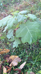 Solanum viarum