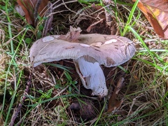 Russula ionochlora