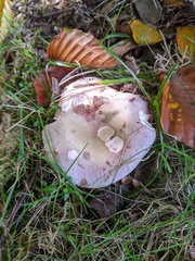 Russula ionochlora