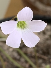 Oxalis triangularis