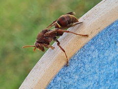 Polistes humilis