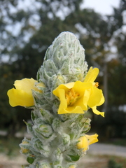 Verbascum gnaphalodes