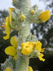 Verbascum gnaphalodes
