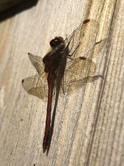 Sympetrum vicinum