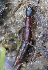 Homaeotarsus