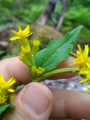 Solidago macrophylla
