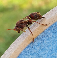 Polistes humilis