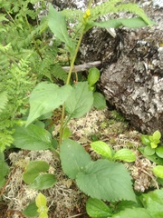 Solidago macrophylla