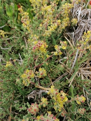Tetragonia fruticosa