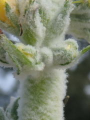 Verbascum gnaphalodes