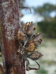 Verbascum gnaphalodes