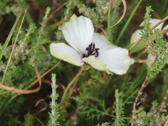 Monsonia speciosa