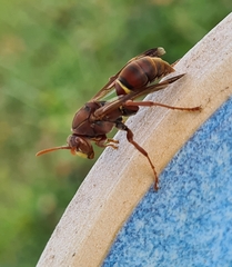 Polistes humilis