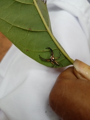 Telamonia